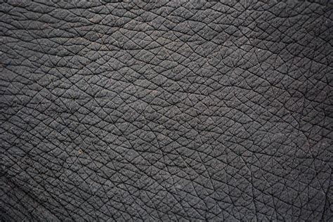 3400 Elephant Skin Texture Stock Photos Pictures And Royalty Free