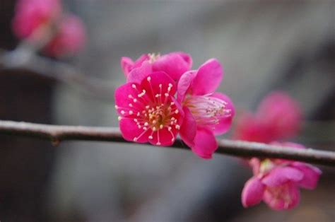 Pink Ume Atami Plum Festival Shizuoka Japan Cherry Blossom Season