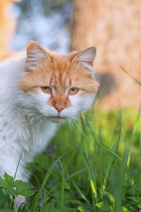 Orange Cat Stock Photo Image Of Cute Kitty Nature 182221414