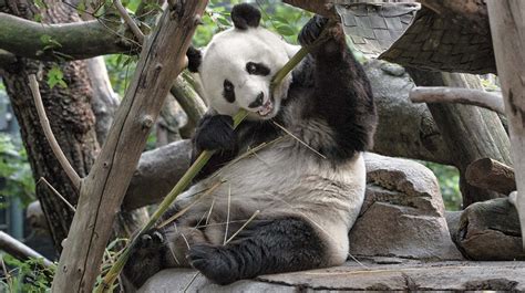 2018 The San Diego Zoo Has 2 Giant Pandas Giant Panda Panda San