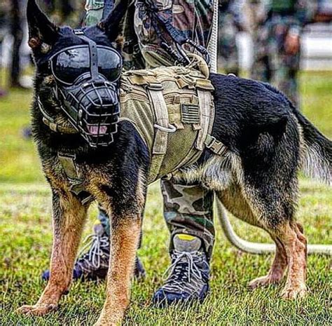 Pin By Erin Gervin On Awesome German Shepherd Dogs And K9s Military