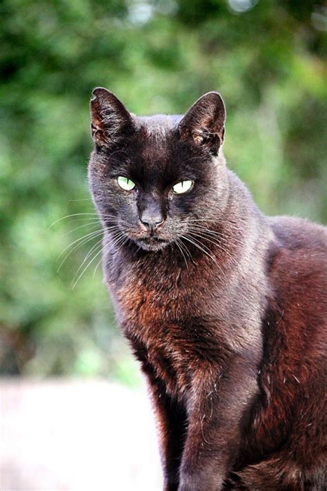 imagen de primer plano de gato negro foto gratis