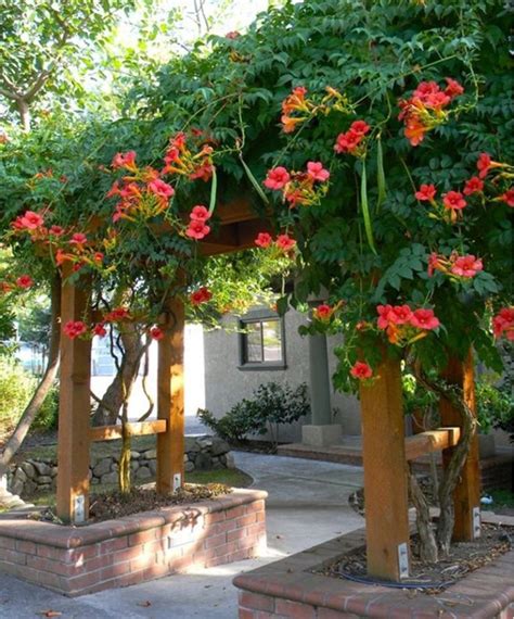 12 Best Climbing Flowers For Pergolas And Trellises ~