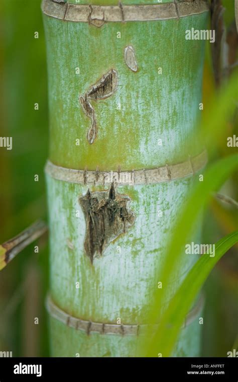 Bamboo Stalk Close Up Stock Photo Alamy