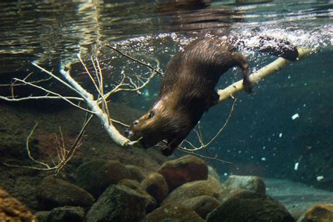 Beaver Underwater Weird Animals Beaver Rare Animals