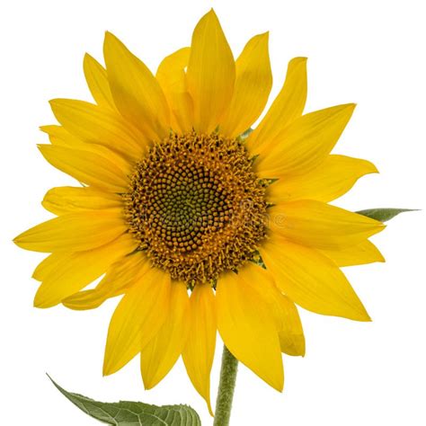 Sunflower Isolated On A White Background Stock Image Image Of Yellow