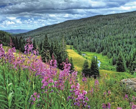 Colorados Summer Purple Wildflower Flowering East Inlet Trail In Rocky