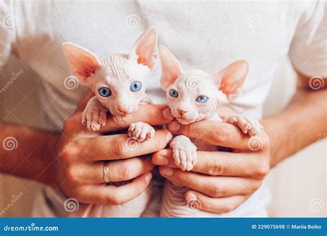 Man Holding Two Canadian Sphynx Kittens In Hands Hairless Cats Have