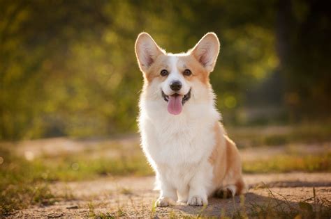 Akc Top 10 Dog Breeds Labs Corgis Make The List Chicago Sun Times