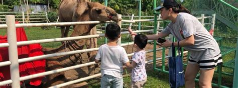 Cardable is the one place for all updated credit card promotions in malaysia. Mini Zoo Including An Amazing Camel Riding Experience by ...