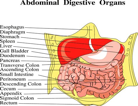 The region of the trunk that lies between the diaphragm above the pelvic inlet below is referred to as abdomen that is divided into nine regions by two vertical and two horizontal lines. abdominal digestive organs full page - /medical/anatomy ...
