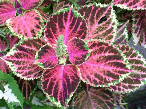 Purple Coleus With Seeds Photograph By Dusty Reed