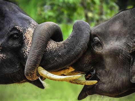 Elephant Kissing Embrace In Color Smithsonian Photo Contest