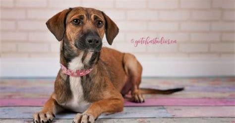 Adoptable Dog Of The Week Abby Petguide