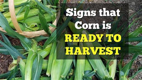 See full list on gardeningknowhow.com Signs that Corn is Ready to Harvest - YouTube