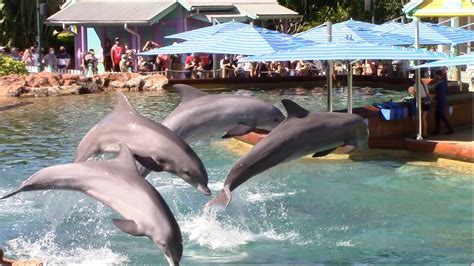 Dolphin Presentation Key West Dolphin Cove At Seaworld Orlando
