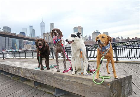 Planning A Dog Friendly Trip To New York City Wear Wag Repeat