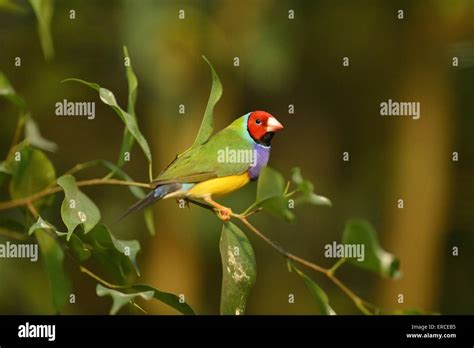Gouldian Finch Stock Photo Alamy