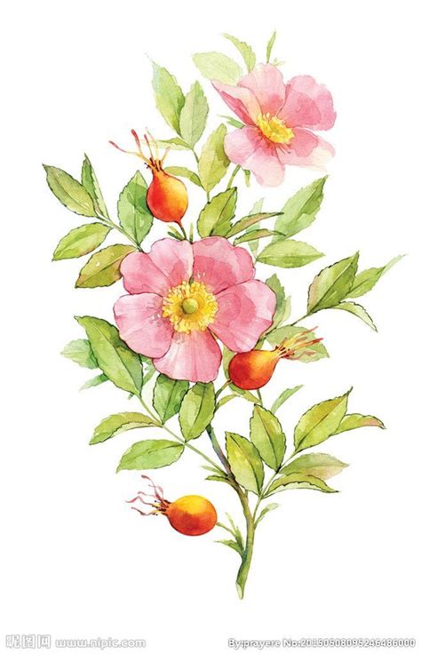 Watercolor Wild Rose And Rosehips Watercolor Illustration Flower
