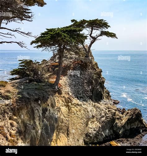 The Lone Cypress Is A Monterey Cypress Tree In Pebble Beach California