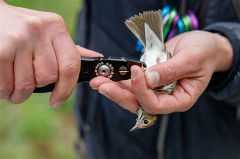 Not Winging It Birders Hope Hard Data Will Help Save The Species They