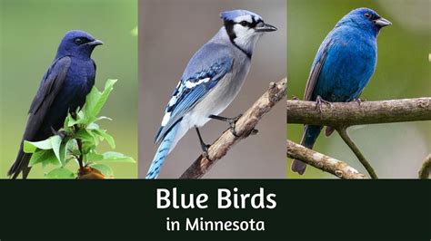 13 Fascinating Blue Birds In Minnesota Photo And Id Guide