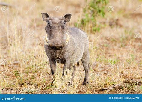 Warthog Looking At The Camera Kruger National Park South Africa Stock