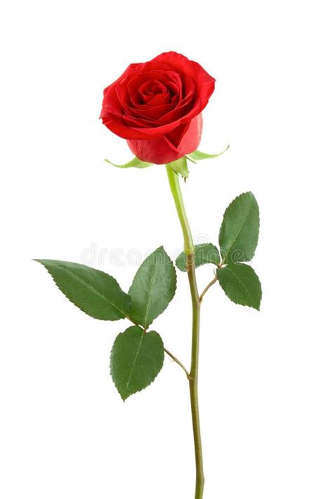 A Single Red Rose With Green Leaves On A White Background Stock Photo