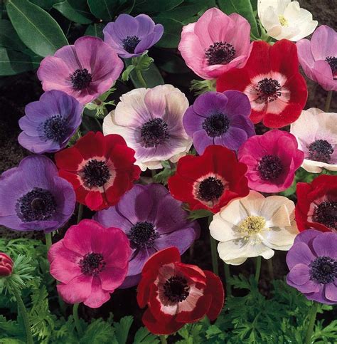 15 X Poppy Anemone De Caen Mixed Perennial Flower Tubers Bulbs