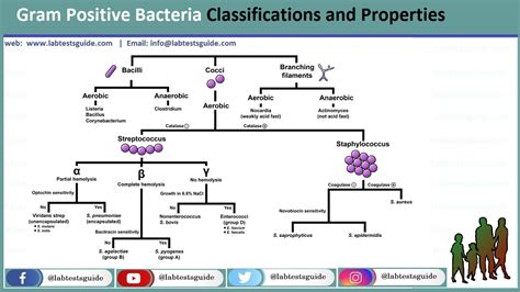 Gram negative bacteria do not have this layer and thus do not retain the stain. Gram Positive Bacteria Classifications, Properties and ...