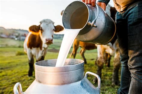 Día Mundial De La Leche De La Ordeña A La Mesa Buena Mesa Elnorte