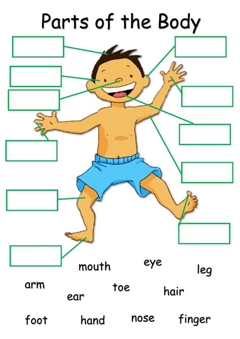 Body Parts online exercise for Grade 2