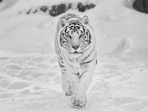 Snow Tiger Wallpapers Top Free Snow Tiger Backgrounds Wallpaperaccess