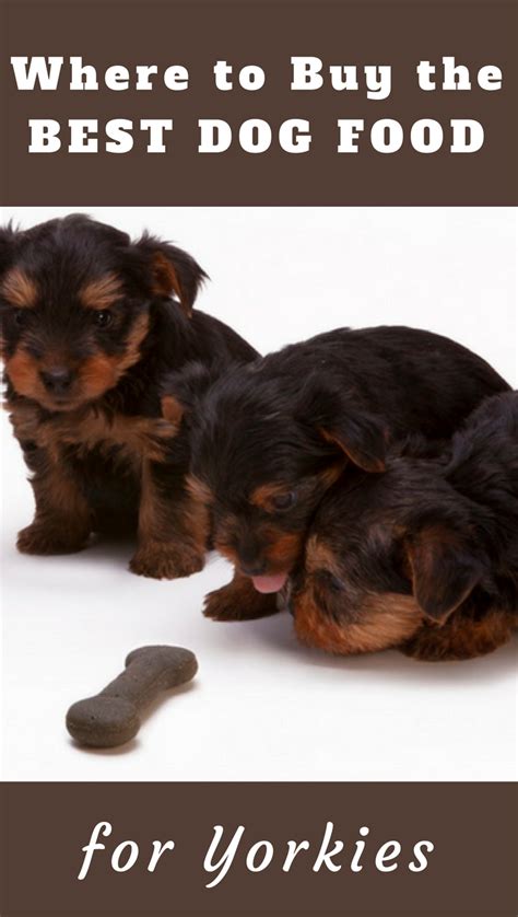 If you're not convinced and your intention is to buy a yorkie, yorkshire terrier from a breeder, it is safest to purchase a puppy from a reputable breeder. Where To Buy The Best Dog Food For Yorkies Or Yorkie ...