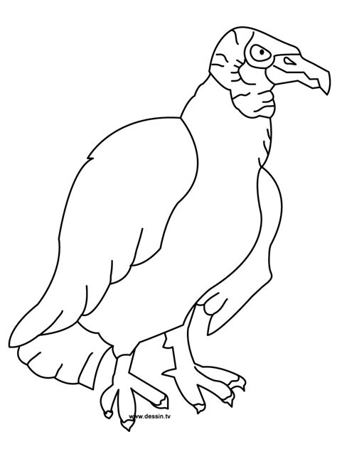 Vulture Coloring Pages Best Coloring Pages For Kids