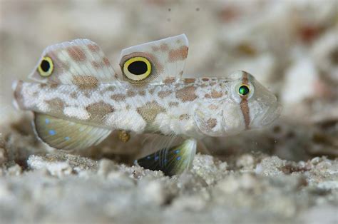 Goby Camouflaged On Sand Photograph By Science Photo Library