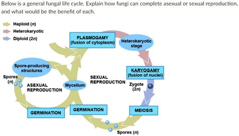 Solved Below Is A General Fungal Life Cycle Explain How Fungi Can Complete Asexual Or Sexual