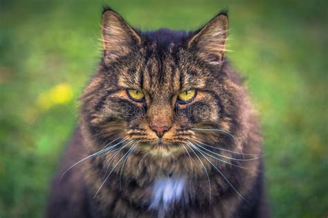 Close Up Of A Norwegian Forest Cat On A Farm In The Swedish Archipelago