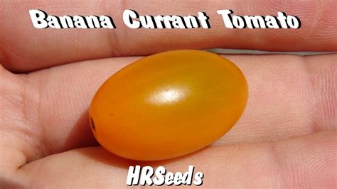 Banana Currant Tomato Solanum Lycopersicum Var Pimpinellifolium