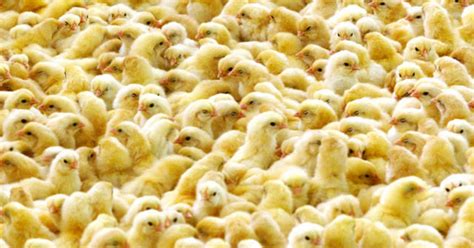 Salmonella Outbreak Tied To Chicks Ducklings Cbs Baltimore