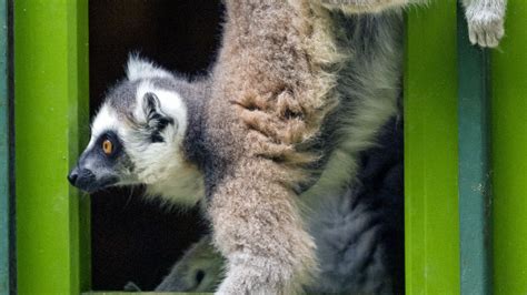 Download Wallpaper 1920x1080 Lemur Door Funny Animal Full Hd Hdtv