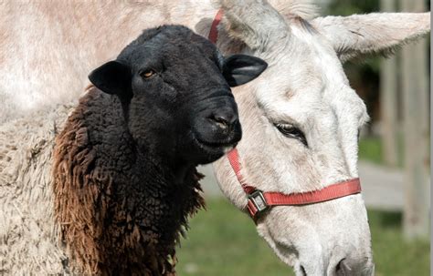 Inseparable Donkey And Sheep Duo Find Their Forever Home Together