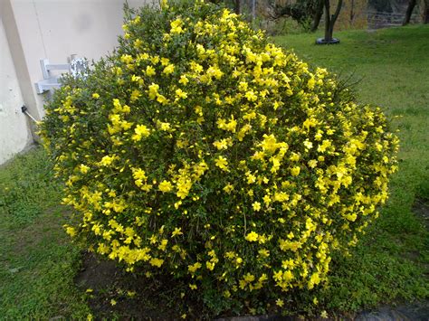 Yellow Flowering Shrubs Or Trees