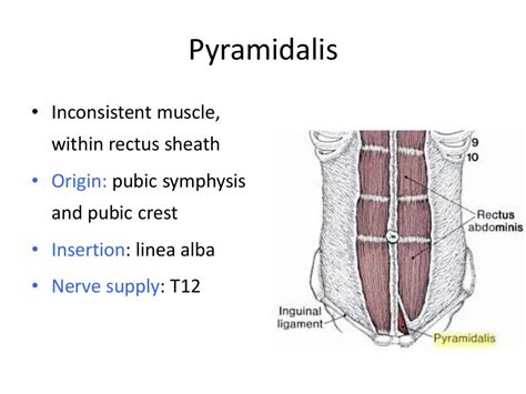 Anatomy Of Anterior Abdominal Wall