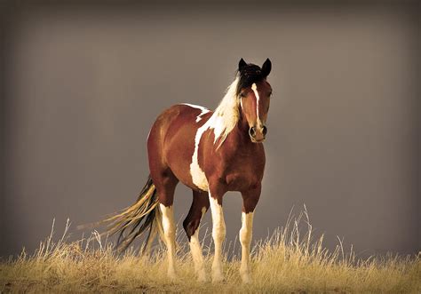 Facts About Mustang Horses Some Interesting Facts