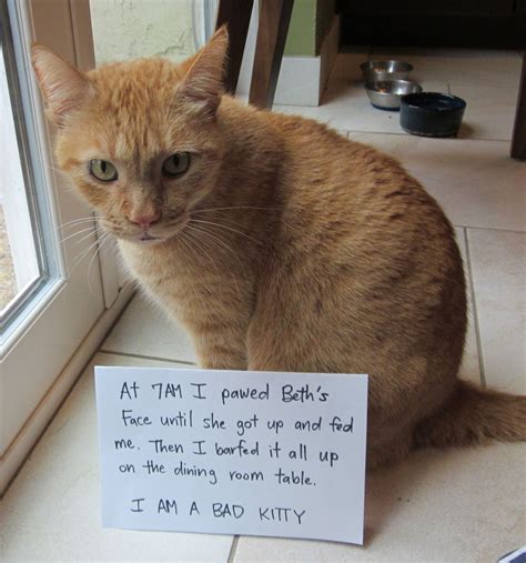 He Wasnt Even Sorry Funny Cats Cat Quotes Funny Funny Cat Pictures