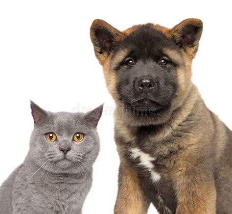 Akita Inu Puppy Dog Lying With Small Bengal Cat Together Isolated