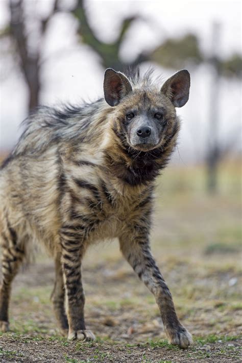 Flickrpzqhn4y Attentive Walking Striped Hyena A Striped