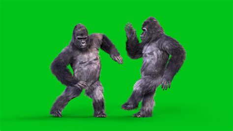 Gorilla Dances Realistic Fur 3d Animation Pixelboom