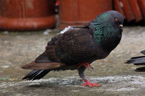 Ukuran bijinya lebih kecil sehingga mudah untuk dikonsumsi burung merpati. camperenik project: MULTIVITAMIN DAN OBAT BURUNG MERPATI